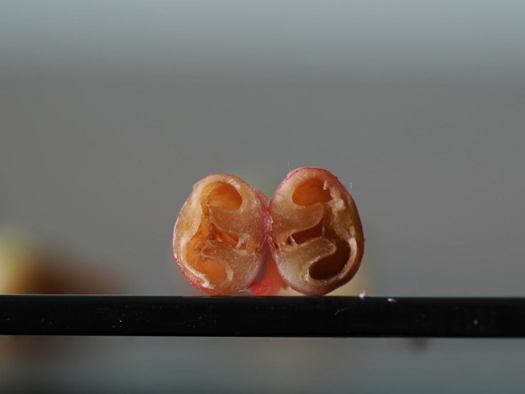 试管婴儿技术的常见误区与纠正指南